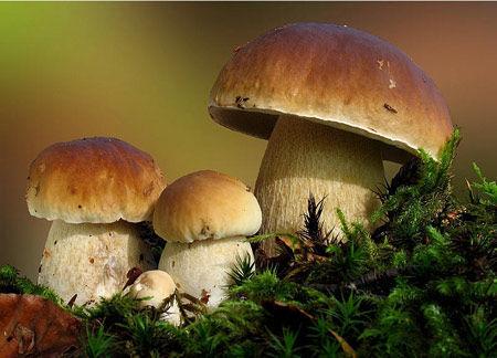Incorporating Ergothioneine into Your Wellness Routine